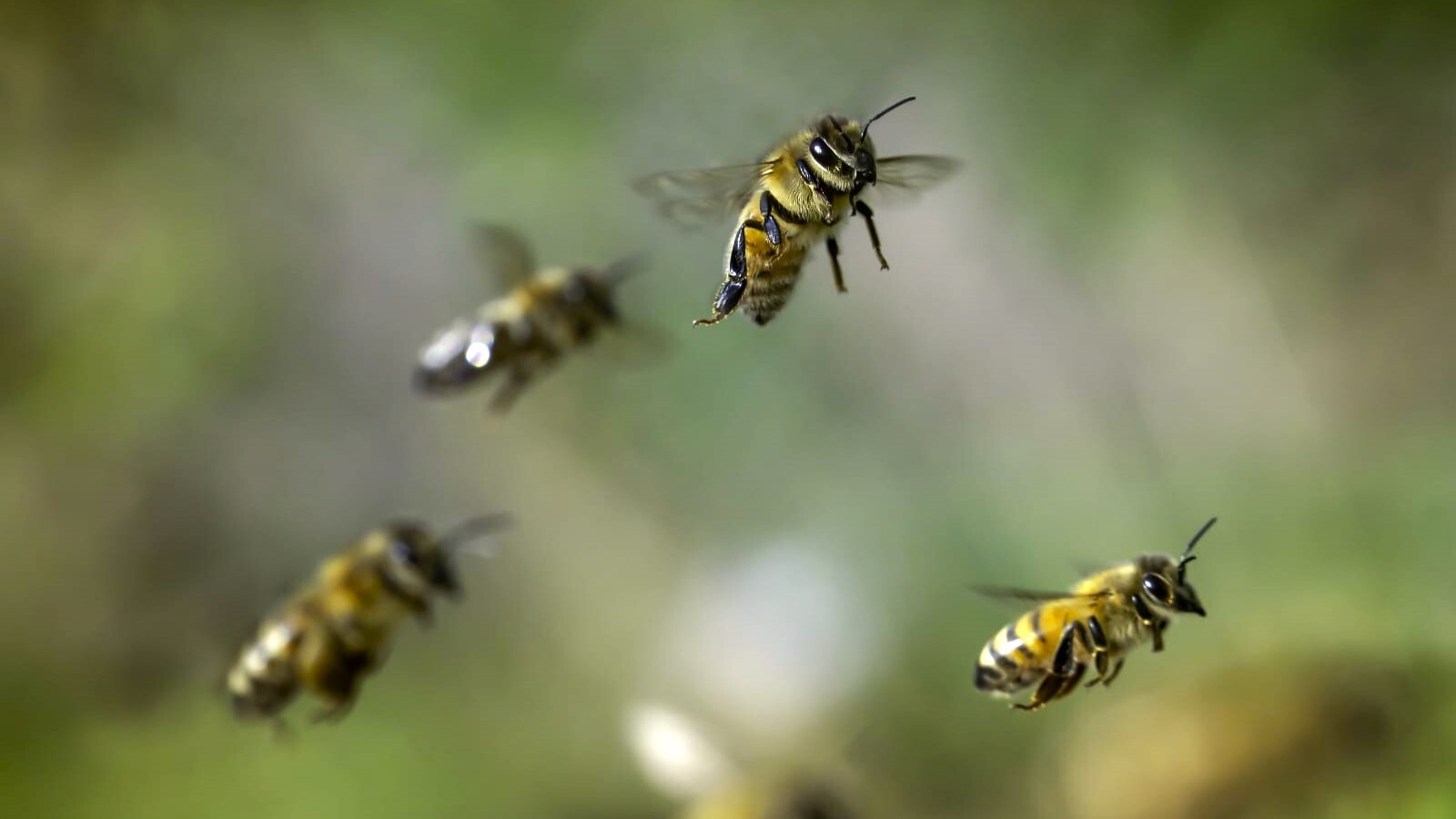 We support biodiversity at every stage of your project, from planning and implementation to maintenance.
